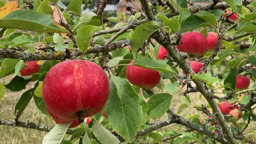 Apples in the walled kitchen garden at Clumber Park
